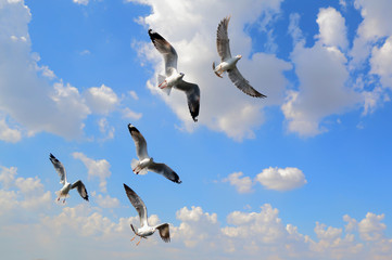 flying seagull in sky