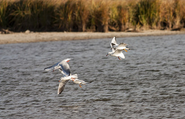 Black-headed Gull (Larus ridibundus)