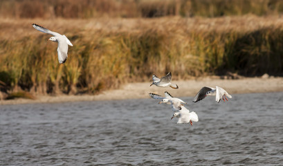 Black-headed Gull (Larus ridibundus)