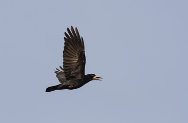 Rook (Corvus frugilegus)