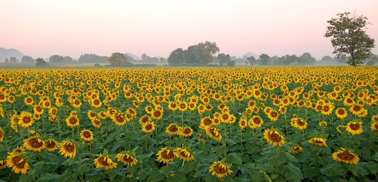 sunflower field against beautiful sky background