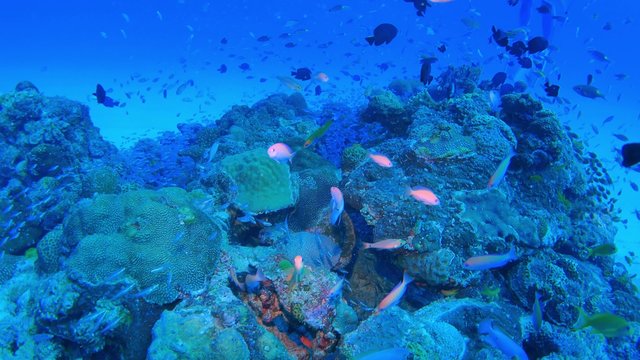 Underwater Scene. Coral Reef Colorful Fish Groups in Okinawa, Japan.