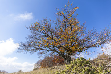 Faggio secolare isolato sulla cima di una collina