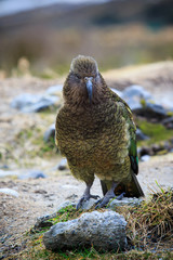 close up beautiful color feather ,plumage of kea birds with blur