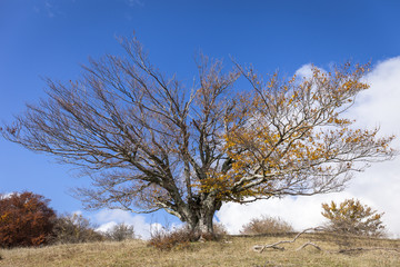 Faggio secolare isolato sulla cima di una collina