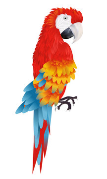 A bright macaw parrot isolated on white background illustration