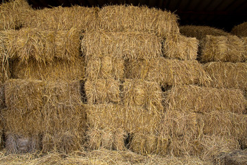 stack of straw dry rice in farm