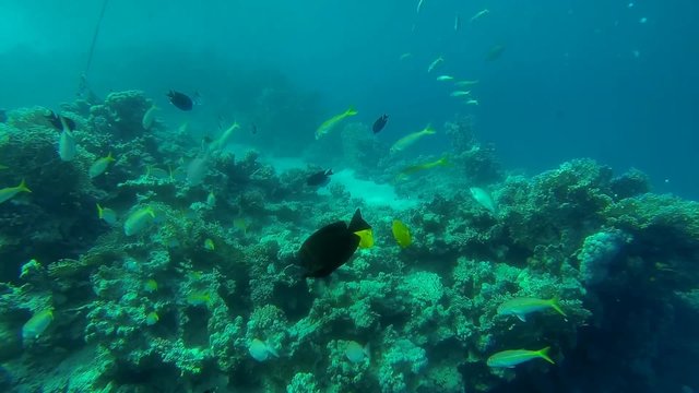 viele fische und blaupunktrochen im meer
