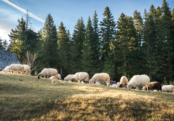 Obraz premium Flock of sheep grazing
