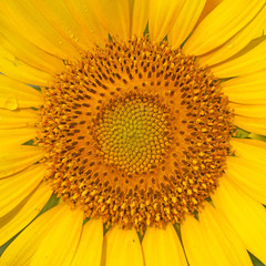 closeup of blooming sunflower