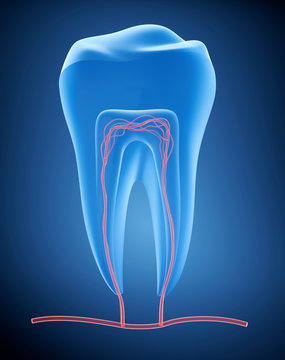 Anatomy of healthy teeth in details. , x-ray view