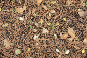 autumn palette 2