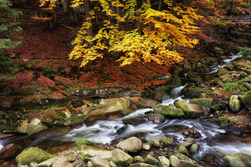 Stream in Mountain Forest