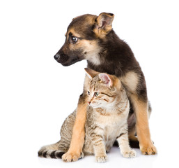 crossbreed dog and small tabby cat. isolated on white background