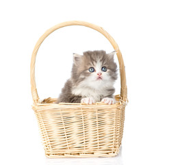 Fototapeta na wymiar little scottish kitten sitting in basket. isolated on white back