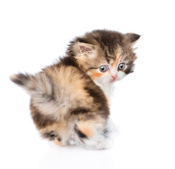 Scottish kitten looking back. isolated on white background