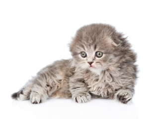 little scottish kitten lying and looking away. isolated on white