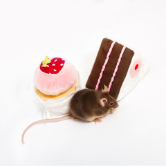 Curious domestic mouse sits next to a plush toy cakes. Cakes are pink, brown and white. The mouse is eating something.