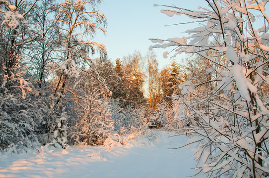 Hoarfrost and Rime on trees. Sunset in winter forest. Frost and snow on the branches. Beautiful winter nature. The winter landscape. Pink rays of the sun. New year's fairy tale
