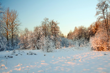 Frost on the trees in the forest. Cold winter day at sunset. Frost and snow on the branches. Winter nature. Panorama of the winter forest. Winter landscape. Snow fairy forest. Pink rays of the sun.