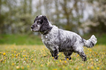 Cocker spaniel dog outdoors in nature