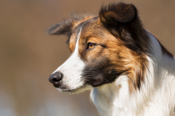 Dog outdoors in nature
