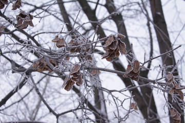 Hoarfrost on the maple branches