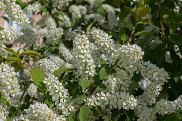 Branches with blooming white flowers
