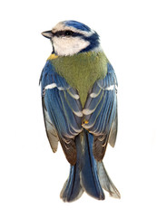 Eurasian blue tit