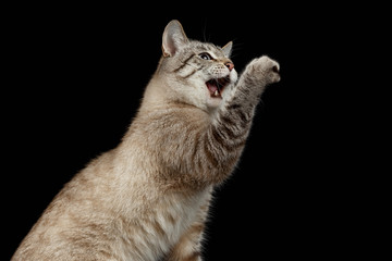 Portrait of Thai Cat Raising up Paw with opened mouth