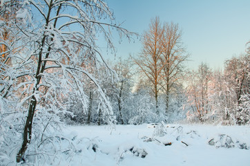 Frost on the trees in the forest. Cold winter day at sunset. Frost and snow on the branches. Winter nature. Panorama of the winter forest. The winter landscape. Snow fairy forest.