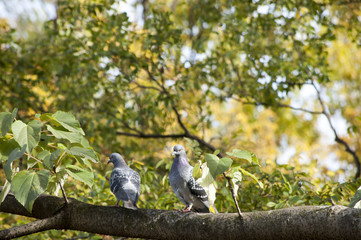 木の枝で休む2羽の鳩