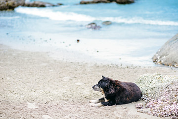 Stray lonely dog on the beach