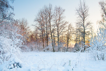 Frost on the trees in the forest. Cold winter day at sunset. Frost and snow on the branches. Beautiful winter nature. Panorama of the winter forest. The winter landscape. New year picture