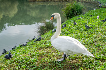 Birds swans, ducks and pigeons rest and graze on the grass by the lake in the Vila Pamphili in Rome, capital of Italy