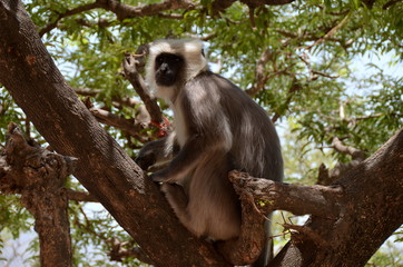 Hanuman langurs on the tree