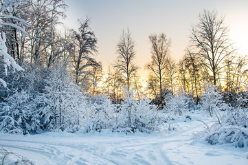 Obraz premium Frost on the trees in the forest. Cold winter day at sunset. Frost and snow on the branches. Beautiful winter nature. Panorama of the winter forest. The winter landscape. New year picture.