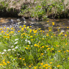 Obraz premium Pyrenean Wildflowers