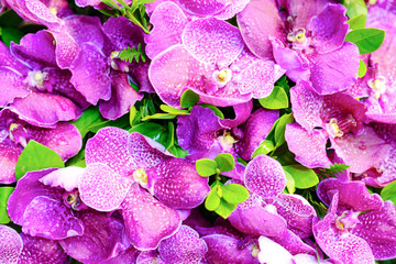Colorful orchids in the garden ,Chiang mai , Thailand