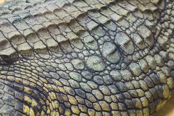 detail of the hard skin of a giant Nile crocodile (Crocodylus nile)