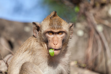 Naklejka premium Portrait of rhesus monkeys with a leaf in its mouth