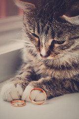 Portrait gray cat is lying next to wedding rings - 96424408