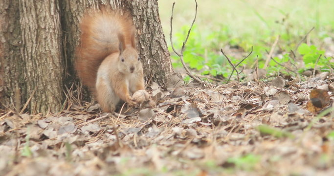 squirrel eats nuts