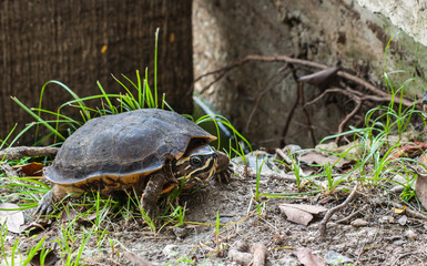 turtle with yellow line  in head at the garden with grass