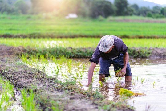 Thai farmer planting on the paddy rice farmland in sunset