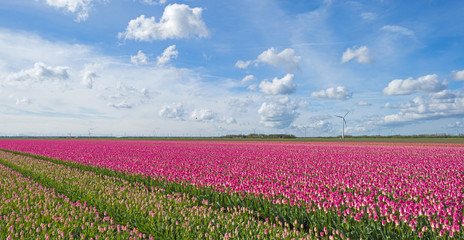 Tulips in a sunny field in spring