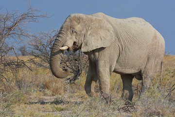 Fototapeta na wymiar Afrikanischer Elefant im Etosha Nationalpark