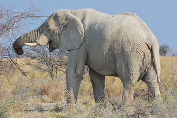 Fototapeta premium Afrikanischer Elefant im Etosha Nationalpark