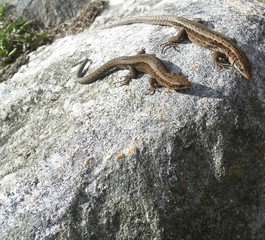 Lizards on a rock