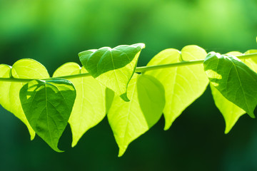 Fototapeta na wymiar Tree branch over blurred green leaves background